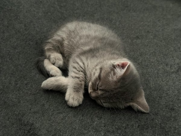 Choisir les croquettes pour chien : conseils et recommandations