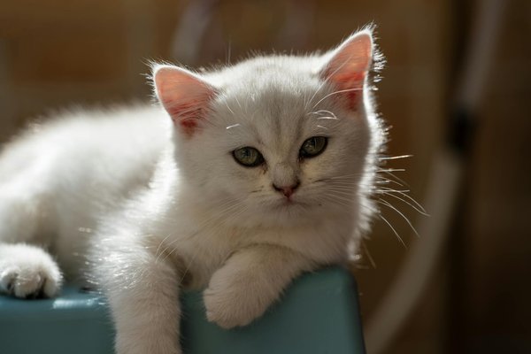 Comment les chats peuvent-ils aider à contrôler les populations de rongeurs dans les fermes ?