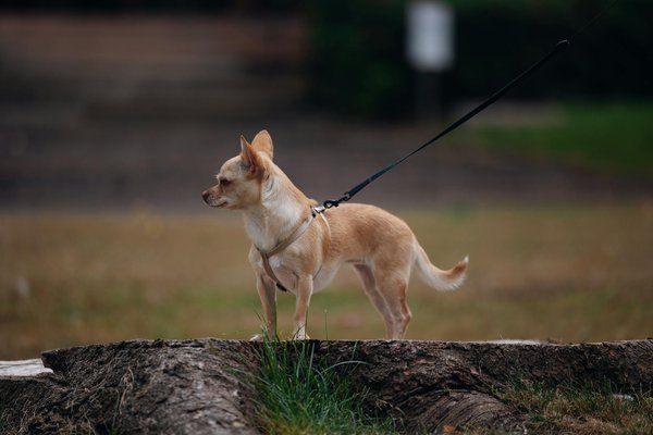Comment le bénévolat en sommeil dans un refuge peut-il avoir des effets bénéfiques sur la santé mentale des bénévoles ?