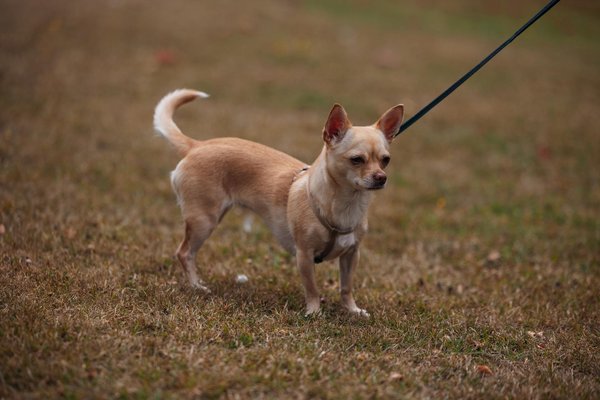 Adopter un chat senior : une belle action et une expérience unique