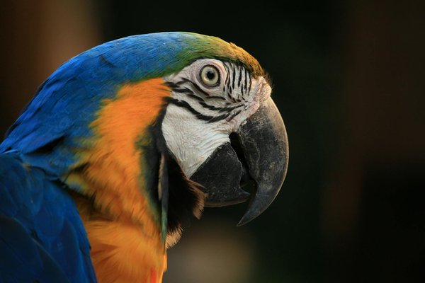 Découvrez le spécialiste du bien-être félin pour votre chat